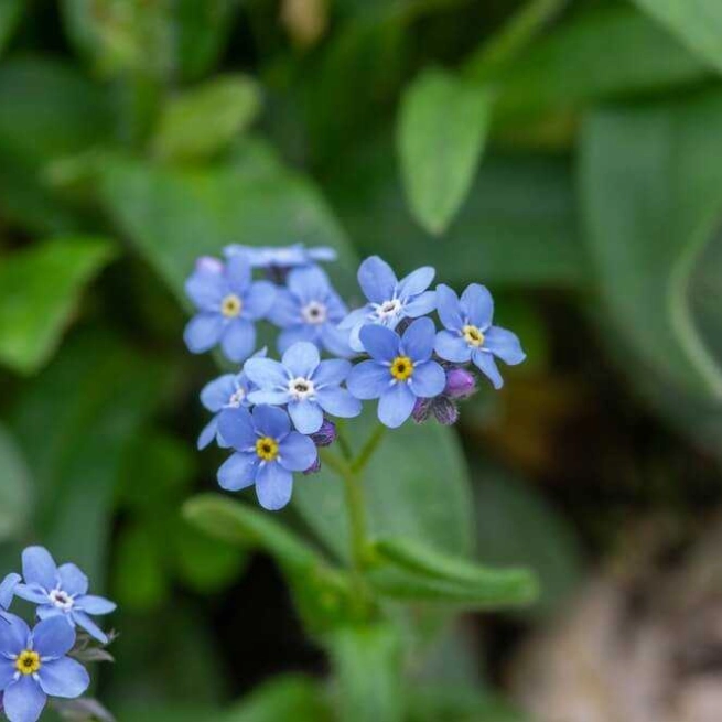 Myosotis sylvatica