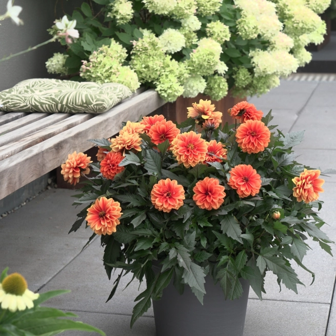 Dahlia Dalaya Meena Ajala Mood 12563 7