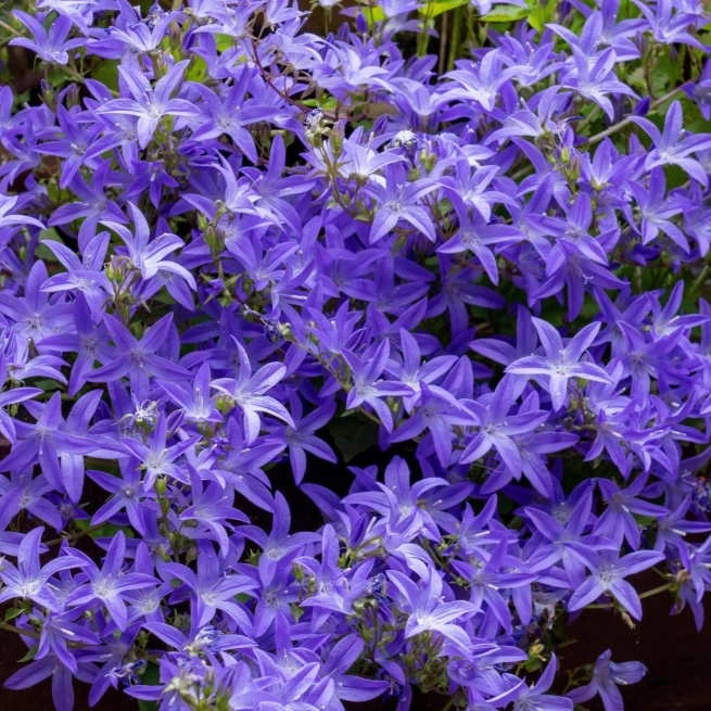 Campanula Blue Waterfall