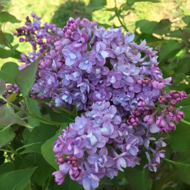 Scentara double blue lilac 3