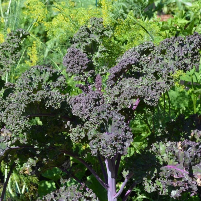 Brassica oleracea var sabellica groupe acephala redbor 20140806 1 joly de lotbiniere 1200x858