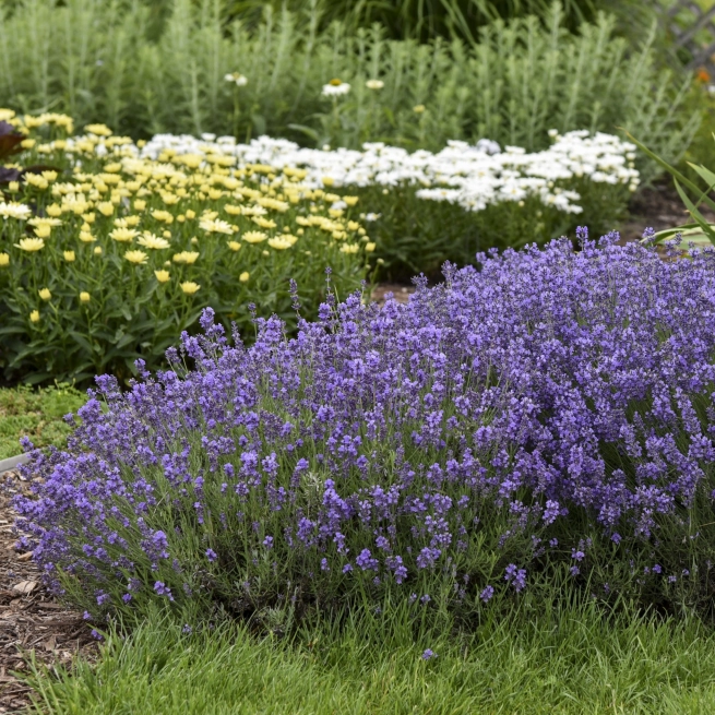 Lavandula angustifolia Munstead 0002 high res 4