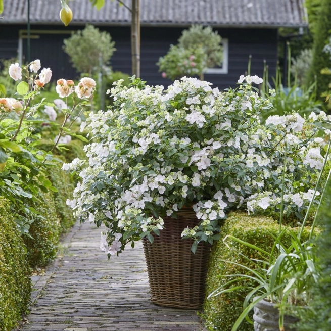 Hydrangea fairytrail bride 1