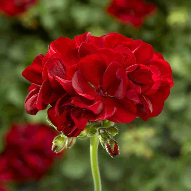 Geranium Calliope M Dark Red1