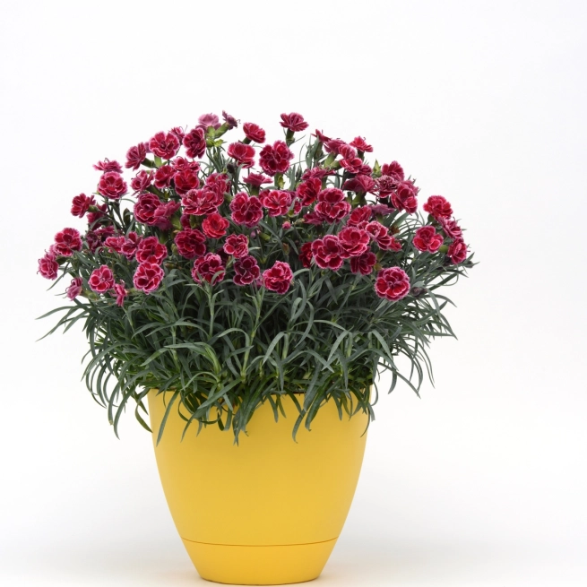 Dianthus Ever Last Burgundy Blush Container 11596