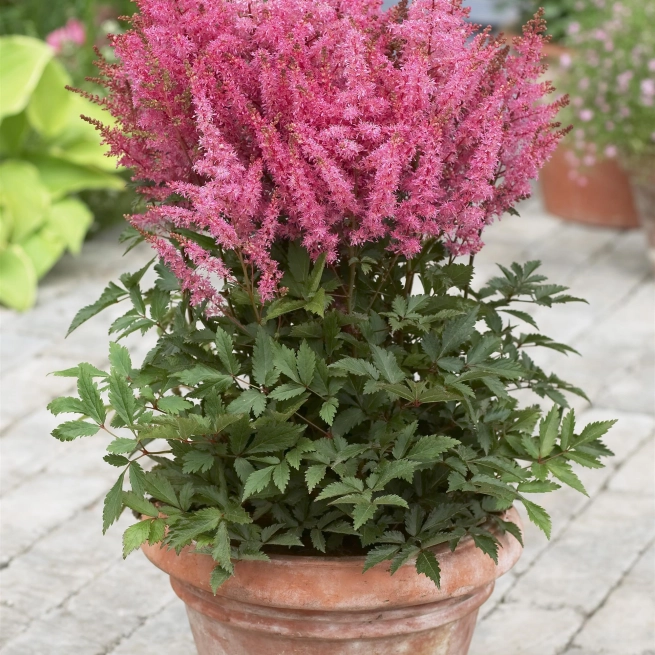 ASTILBE YOUNIQUE PINK Container Container