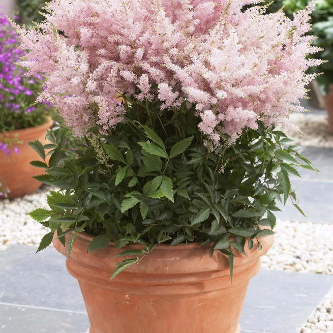 ASTILBE YOUNIQUE SILVERY PINK Container Container