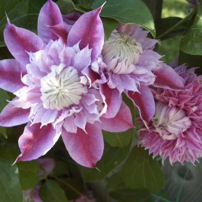 8 clematis josephine 1200x858