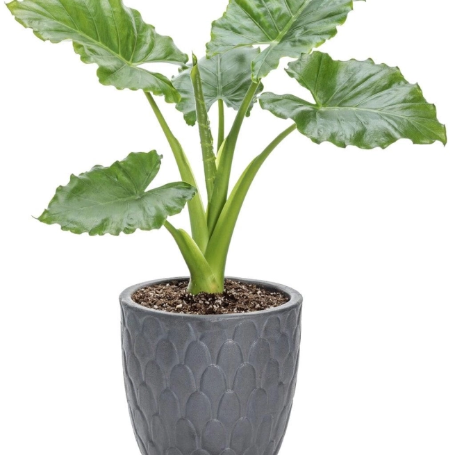 Alocasia heart to heart emerald isle mono