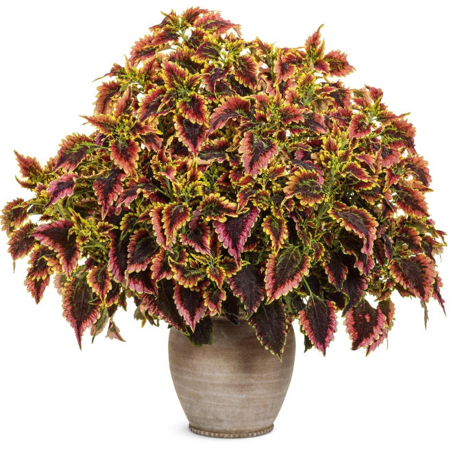 Solenostemon colorblaze el brighto mono