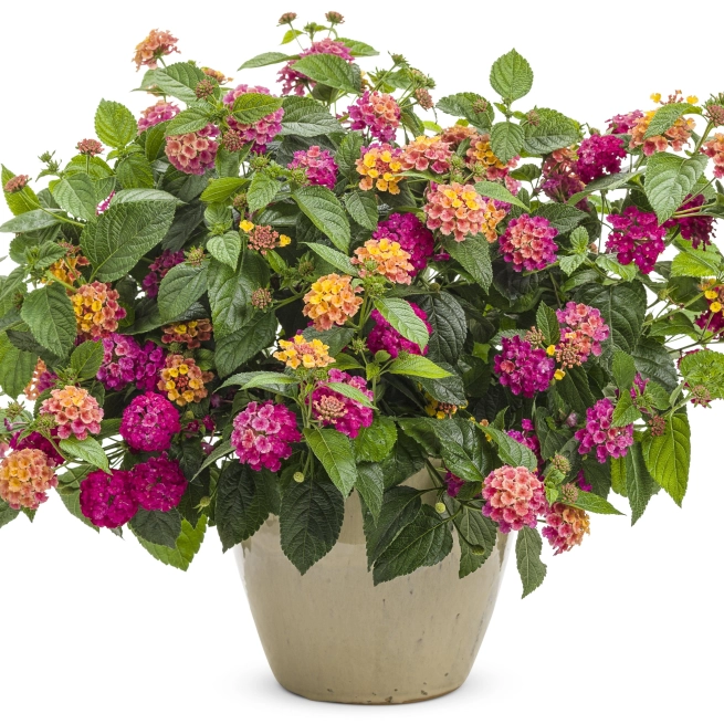 Lantana luscious royale cosmo mono 0