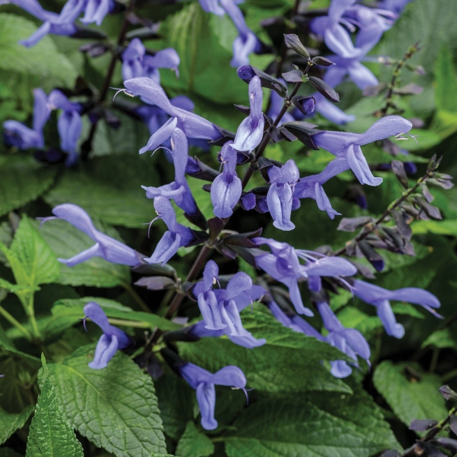 Salvia rockin blue suede shoes 0