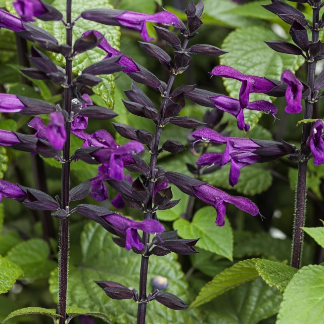 Salvia rockin deep purple tag 0