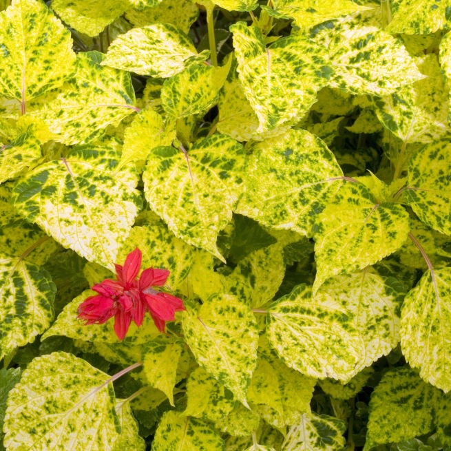 Red salvia