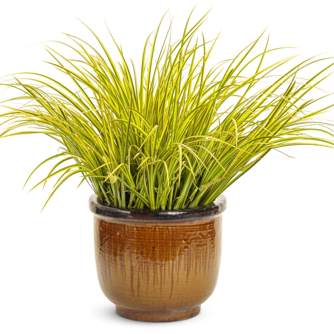 Acorus graceful grasses ogon mono