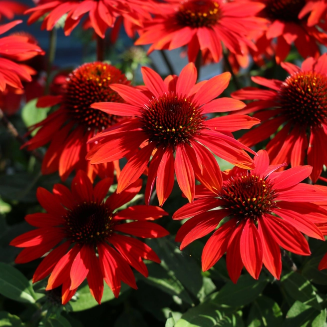 Echinacea sombrero sangrita bloom