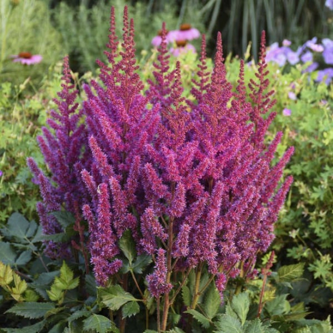 Astilbe chinensis visions 0000 low res
