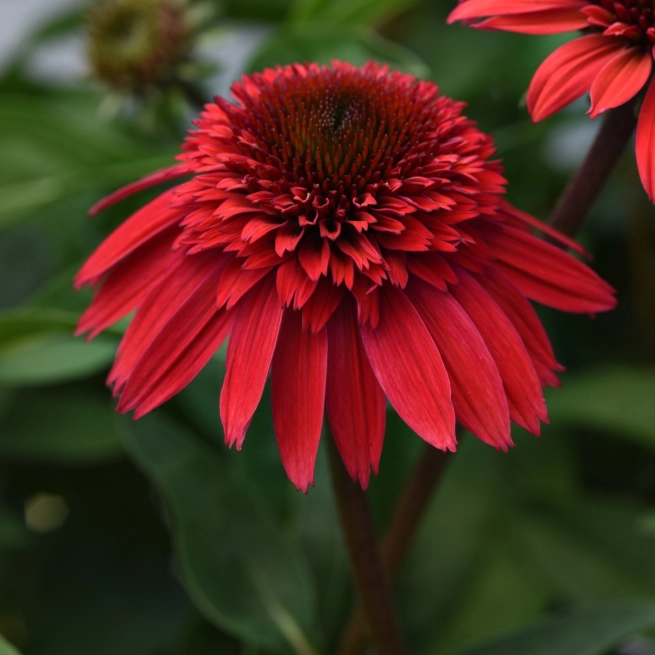 Echinacea double scoop strawberry deluxe bloom bloom