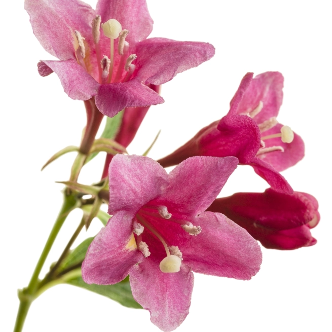 Sonic bloom pink weigela 04