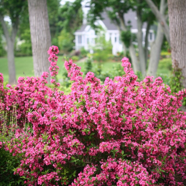 Sonic bloom pink weigela 0566 2025 03 26 151451 uabe