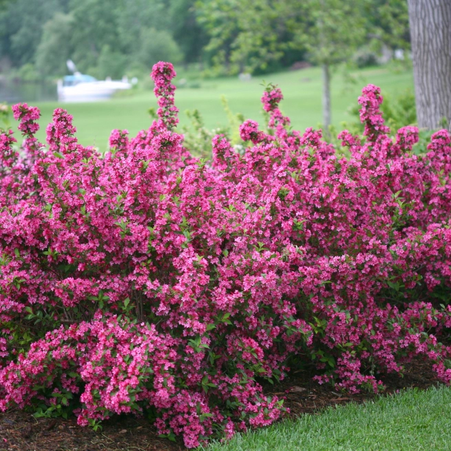 Sonic bloom pink weigela 0631 2025 03 26 151454 xmic