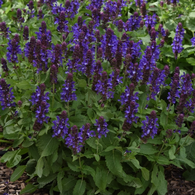 Salvia species Nemorosa Blue marvel Landscape