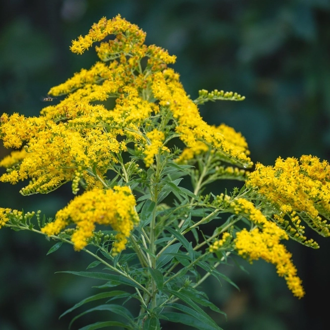 Yellow flower 7388412 1280