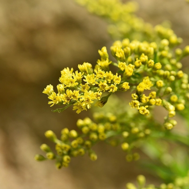 Goldenrod 748657 1280