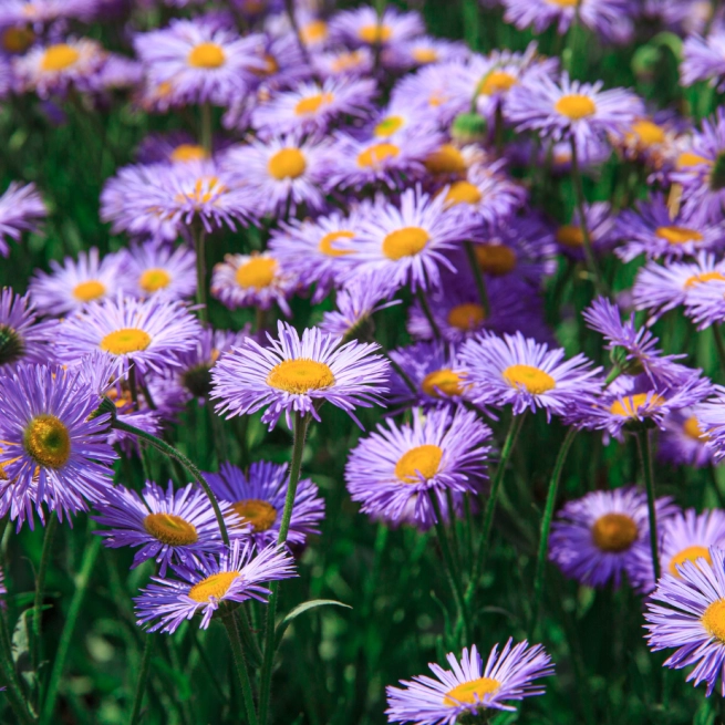 Aster Na