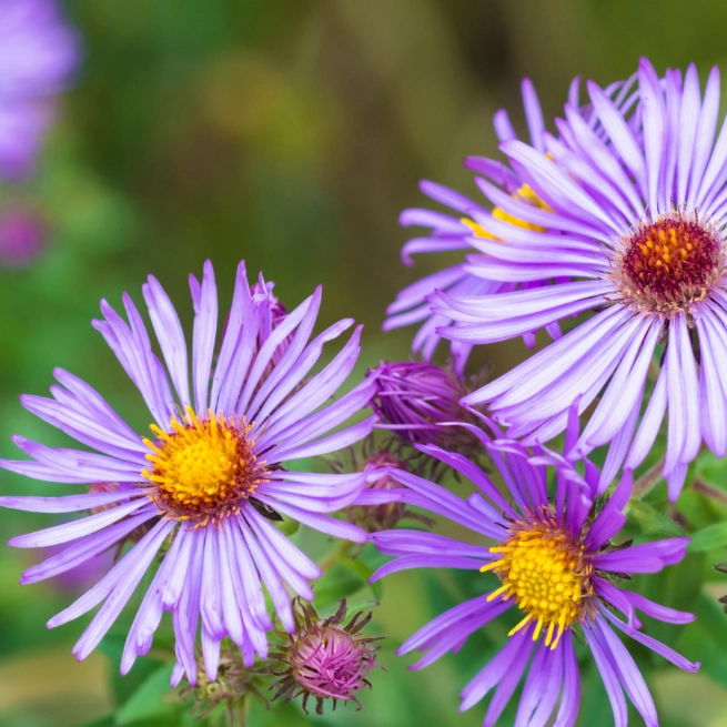 Aster nouvelle angleterre