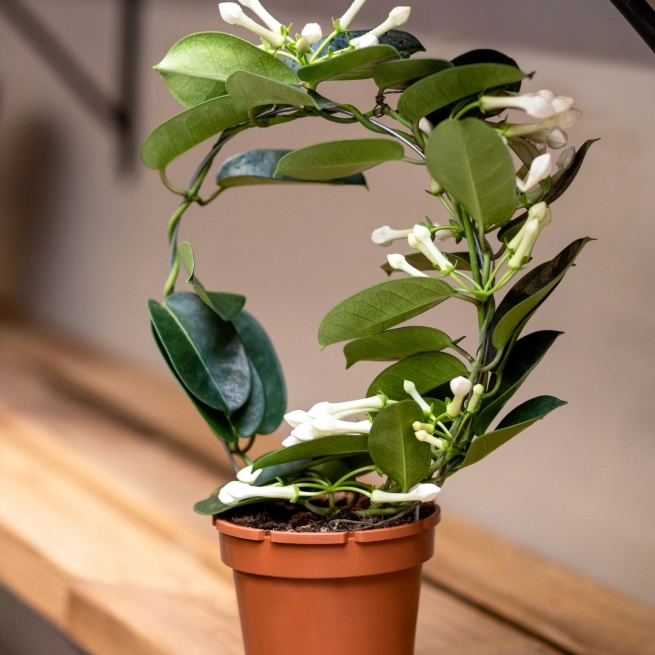 Jasmin de Madagascar