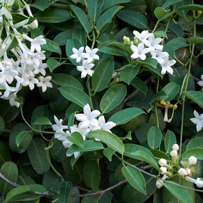 Jasmin