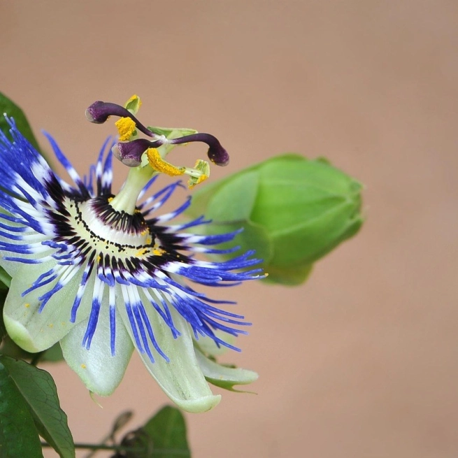 Passion flower 894425 1280