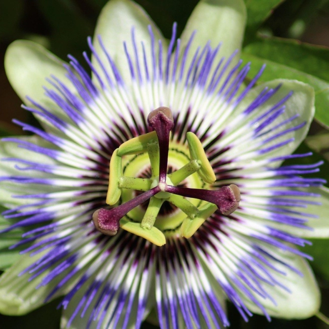 Passiflora 4287568 1280