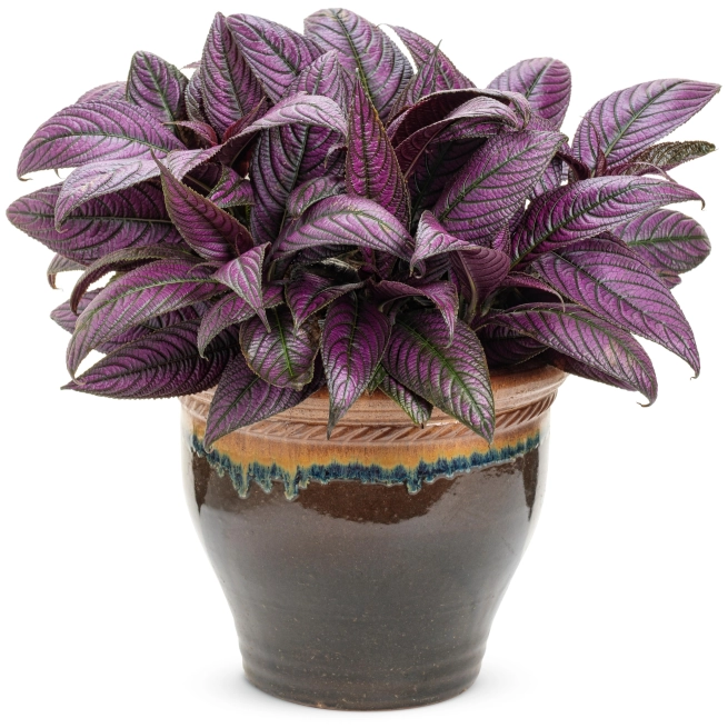 Strobilanthes s persian shield mono 1