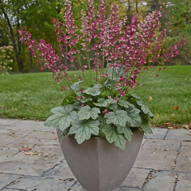 Heuchera Berry Timeless PP26357 0001 high res