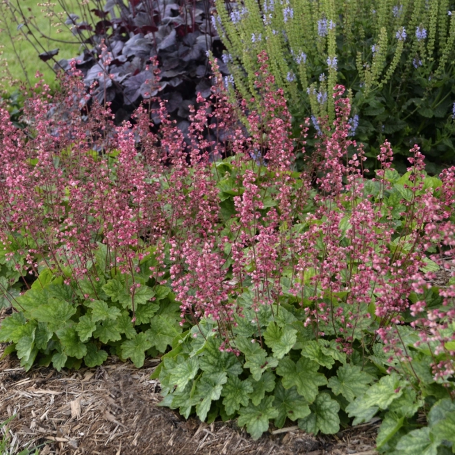 Heuchera Berry Timeless PP26357 0003 high res 2