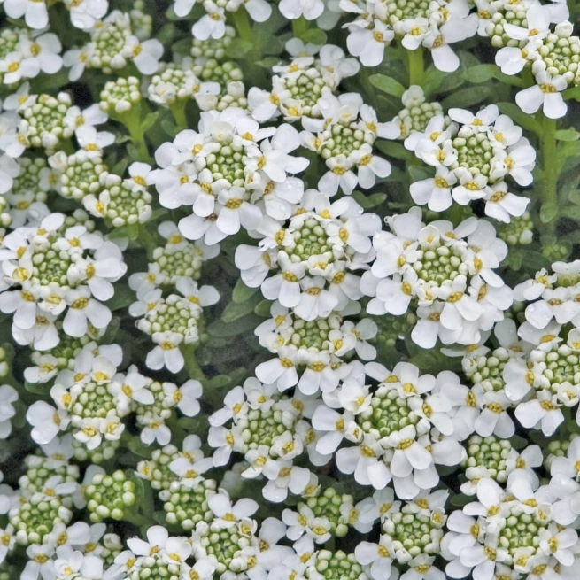 Iberis sempervirens snowflake 0000 high res 1