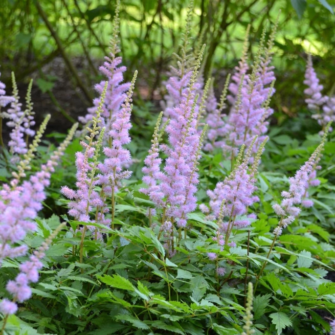 Astilbe chinensis Pumila 0000 high res 1