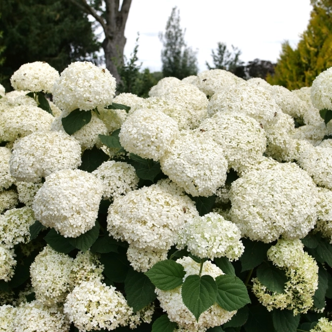 Incrediball storm proof smooth hydrangea 1