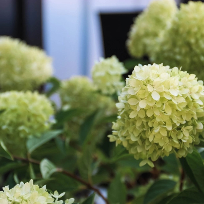 Hydrangea pan Dragon Baby bloom 01 web