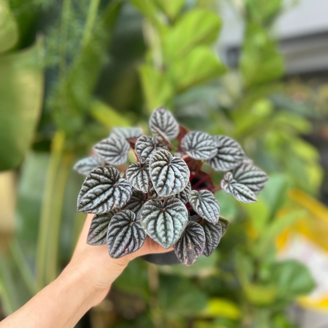 Shutterstock 2384812771