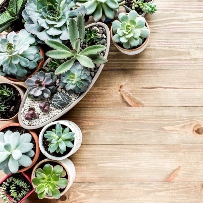 Passion Jardins | Succulent plants (or fat plants)