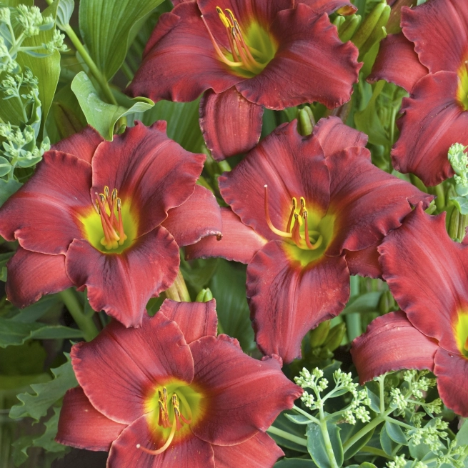 Hemerocallis Red Razzmatazz 0001 high res