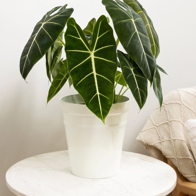 Alocasia hybrid mythictm frydek 12160 a