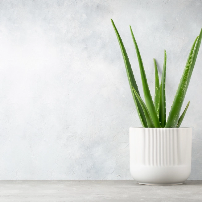 Aloe Vera shutterstock 1563781327