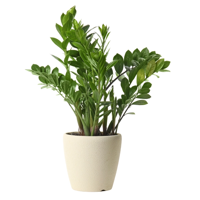 Plante ZZ shutterstock 1399949501