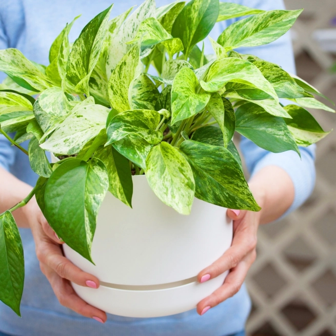 Pothos marble queen shutterstock 1884980737