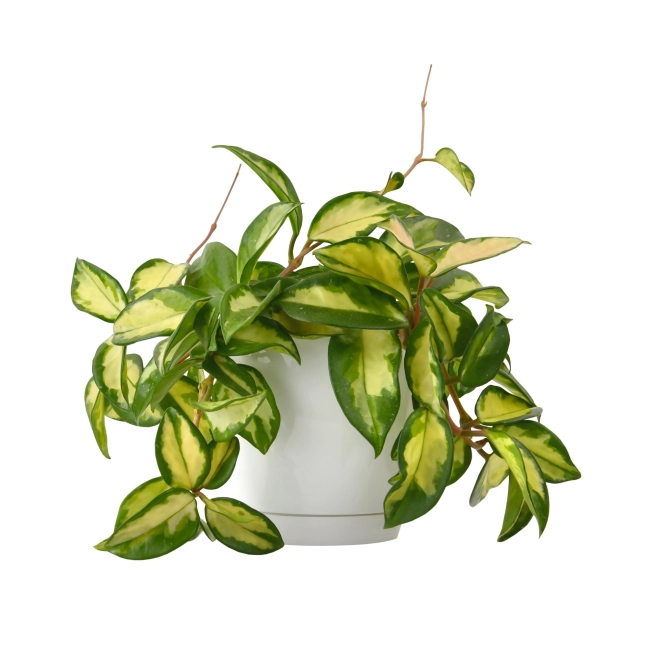 Hoya shutterstock 2545361199