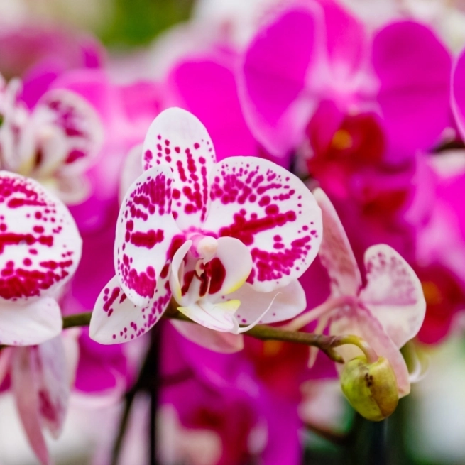 Phalaenopsis assortis en pot de production